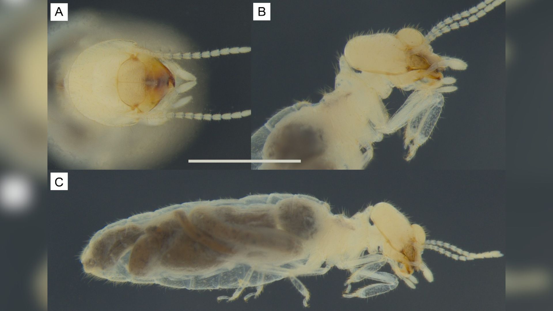 Descoberta de nova espécie de cupim por pesquisa da UFPB reforça importância da conservação de ecossistemas